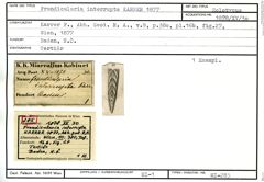 Karteikarte zum Holotyp von Frondicularia interrupta Karrer, 1877